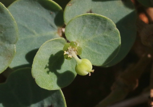 Euphorbia degeneri