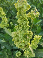 Rumex patientia