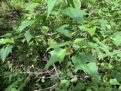 Montanoa leucantha