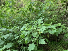 Montanoa leucantha