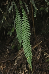 Blechnum chambersii