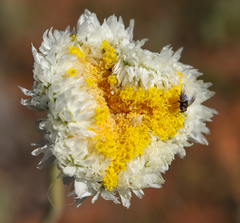 Polycalymma stuartii