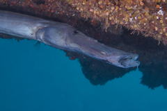 Aulostomus chinensis