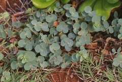 Euphorbia degeneri