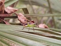 Conocephalus melaenus
