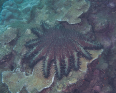 Acanthaster planci