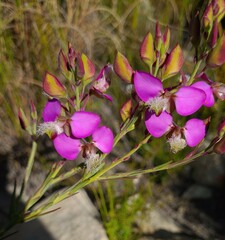 Polygala bracteolata