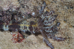 Euapta