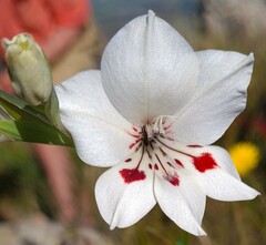 Gladiolus debilis