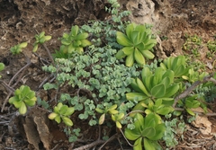 Euphorbia degeneri