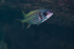 Neoniphon sammara