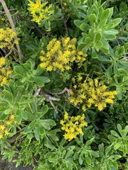 Sedum praealtum