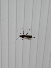 Pimpla