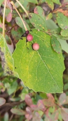Harmandiola tremulae