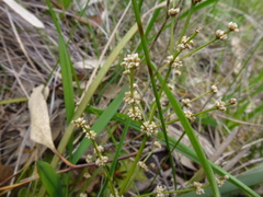 Lomandra multiflora dura