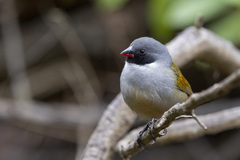 Coccopygia melanotis