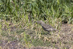 Certhilauda curvirostris brevirostris