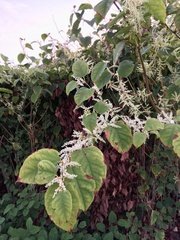 Reynoutria sachalinensis