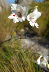 Gladiolus debilis