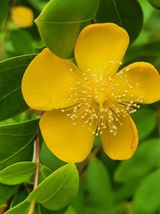 Hypericum geminiflorum