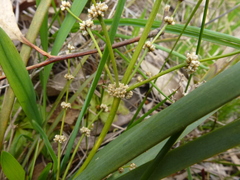 Lomandra multiflora dura