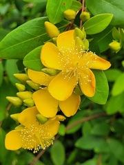 Hypericum geminiflorum