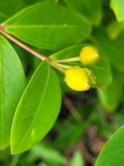 Hypericum geminiflorum
