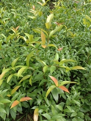 Syzygium myrtifolium