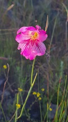 Gladiolus hirsutus