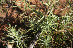 Polycalymma stuartii