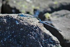 Enallagma carunculatum