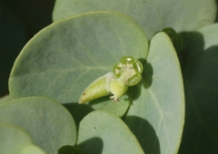 Euphorbia degeneri