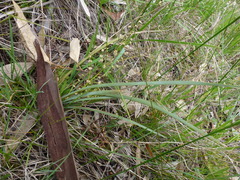 Lomandra multiflora dura