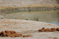 Oena capensis capensis