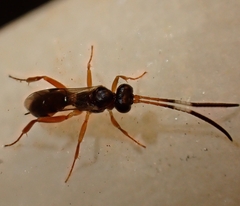 Ichneumonina