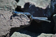 Enallagma carunculatum
