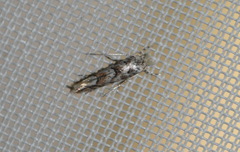 Phyllonorycter comparella