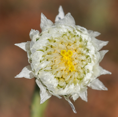 Polycalymma stuartii