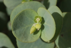 Euphorbia degeneri