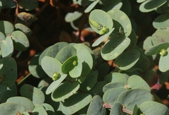 Euphorbia degeneri