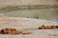 Oena capensis capensis