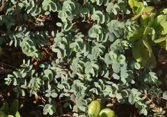 Euphorbia degeneri