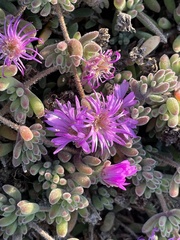 Drosanthemum
