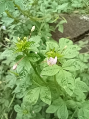 Cleome rutidosperma