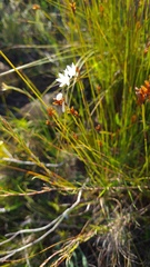 Ixia flexuosa