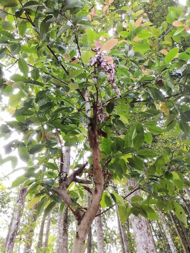 Liquidambar excelsa observed 2022-09-07
