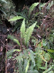 Blechnum norfolkianum