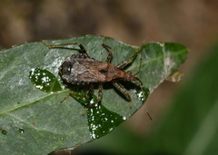 Himacerus mirmicoides
