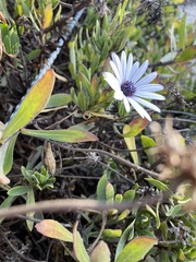 Dimorphotheca