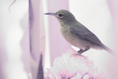 Anthreptes malacensis